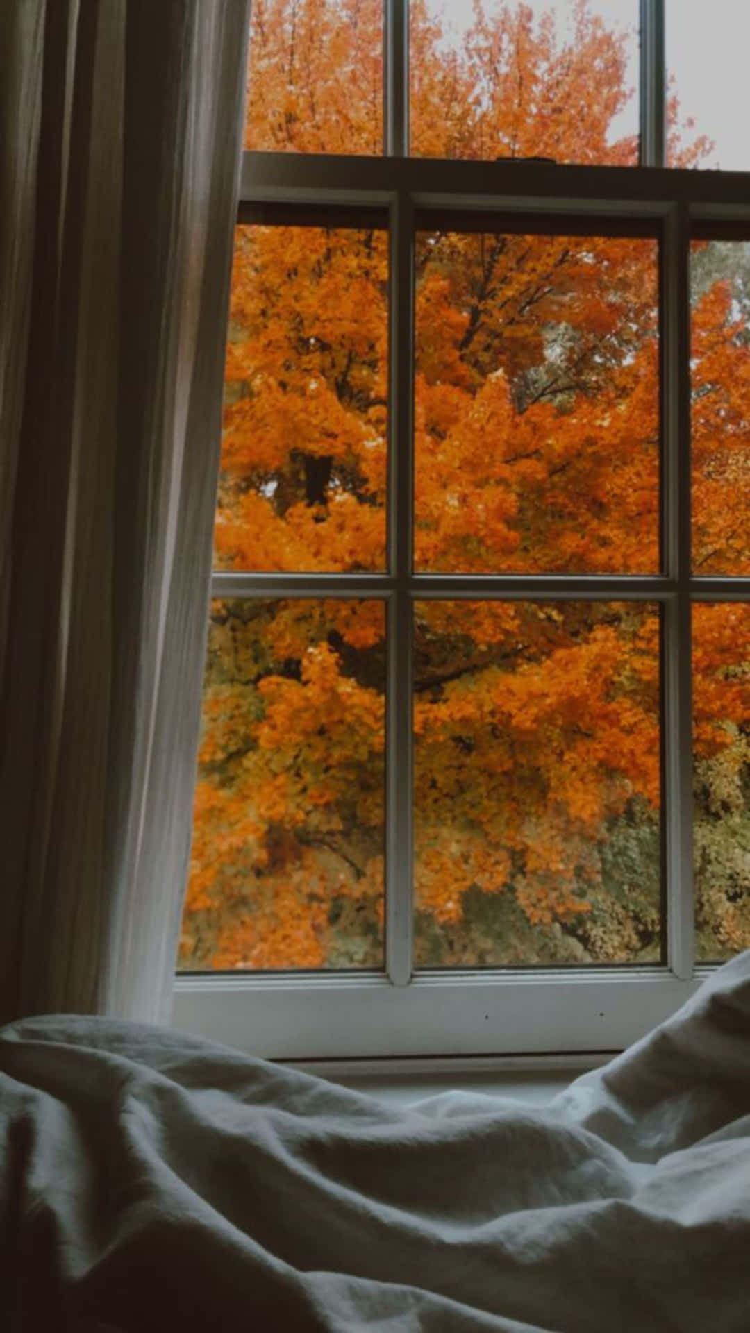 Autumn View Through Window Wallpaper