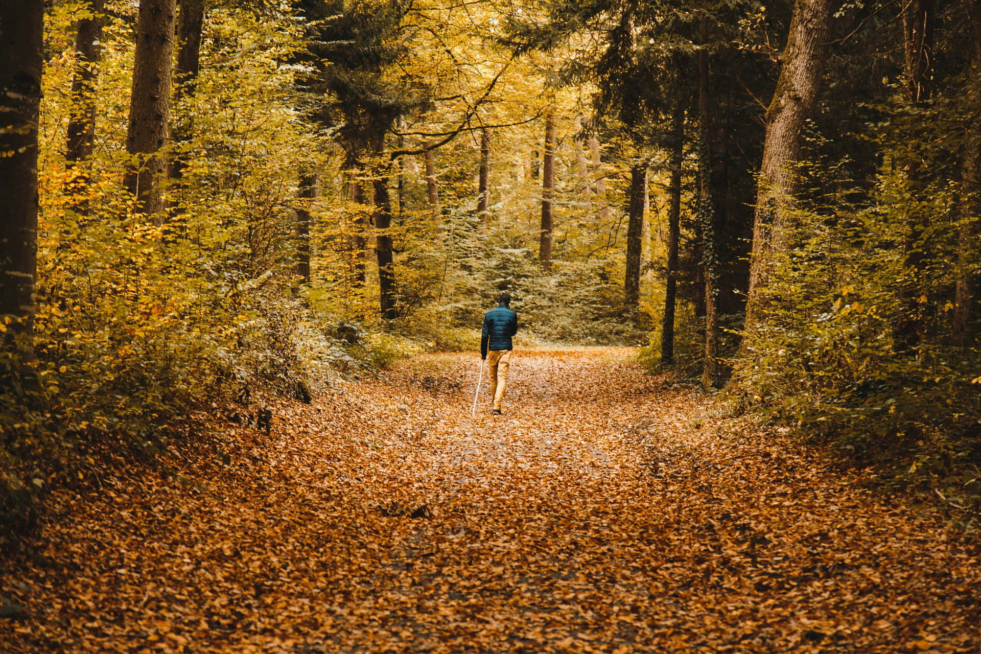 Høsttur I Skogen Bakgrunnsbildet