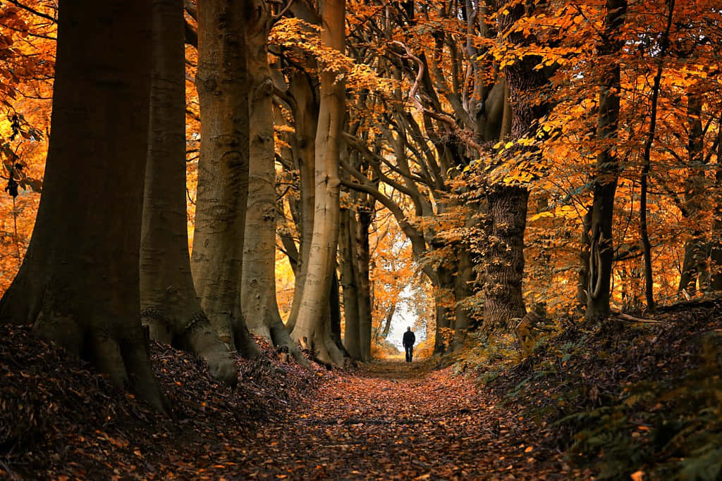 Autumn Walkin Hilversum Forest Wallpaper