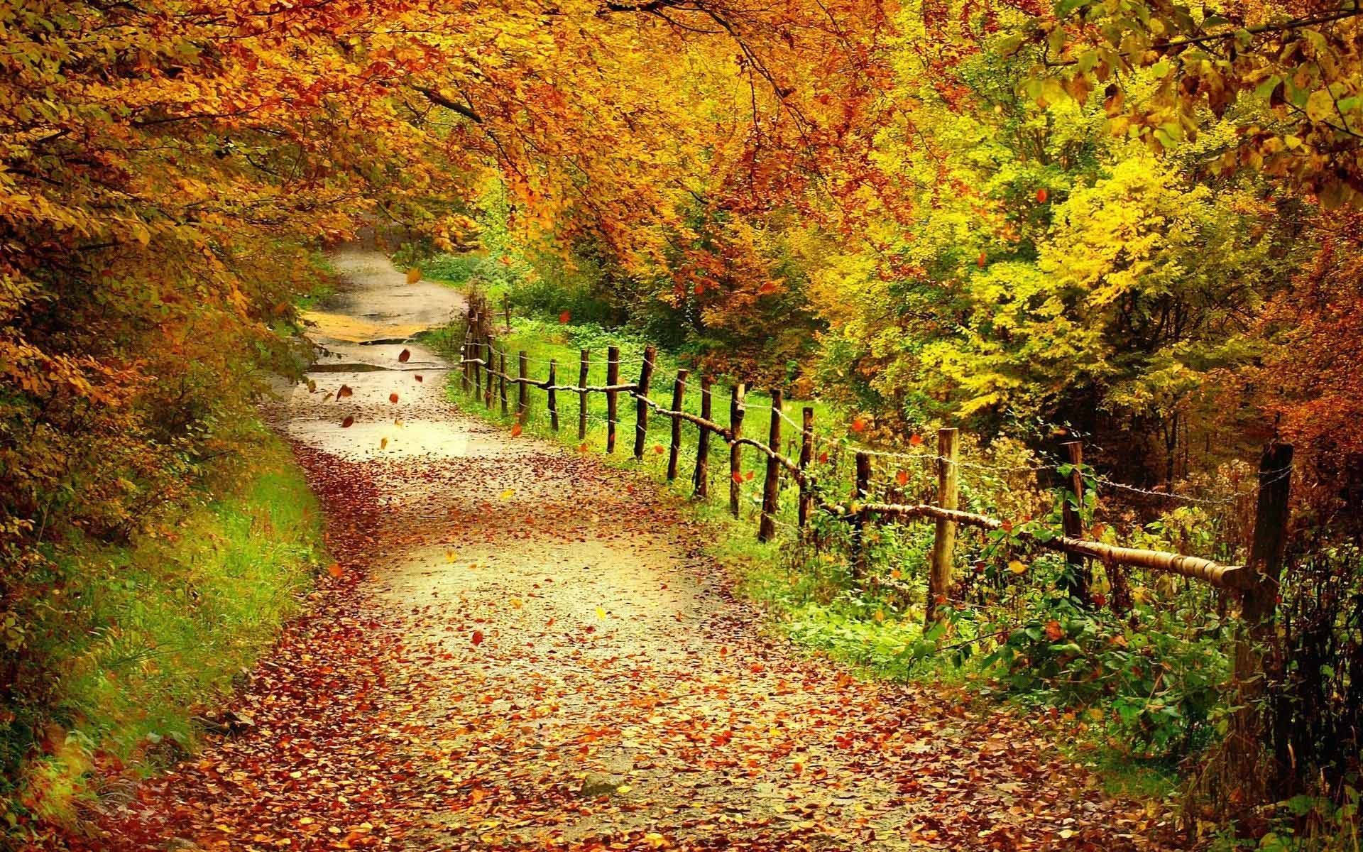 Autumn Walkway Nature Scenery