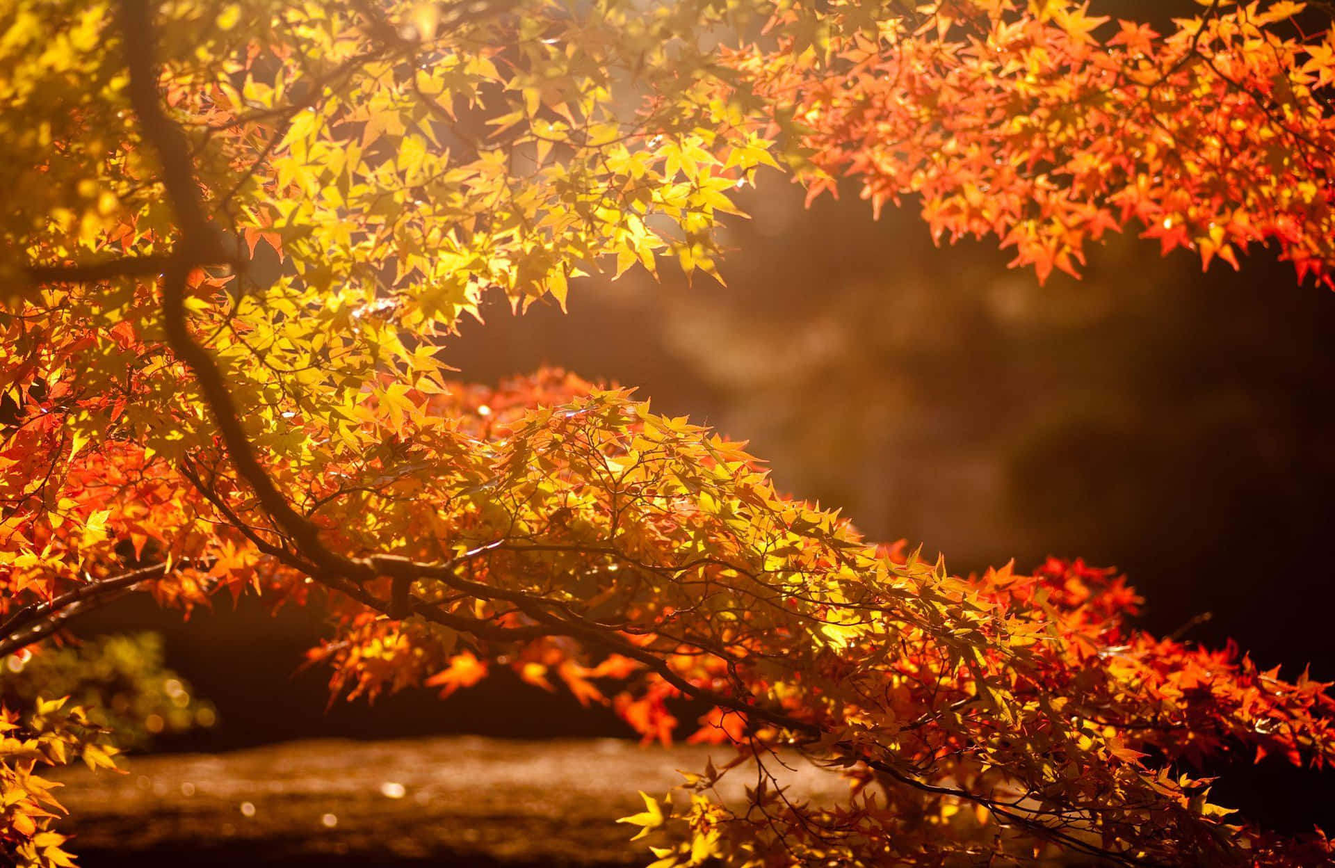 Autumn Warmth Maple Leaves Wallpaper