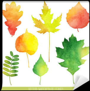 Autumn Watercolor Leaves Collection PNG