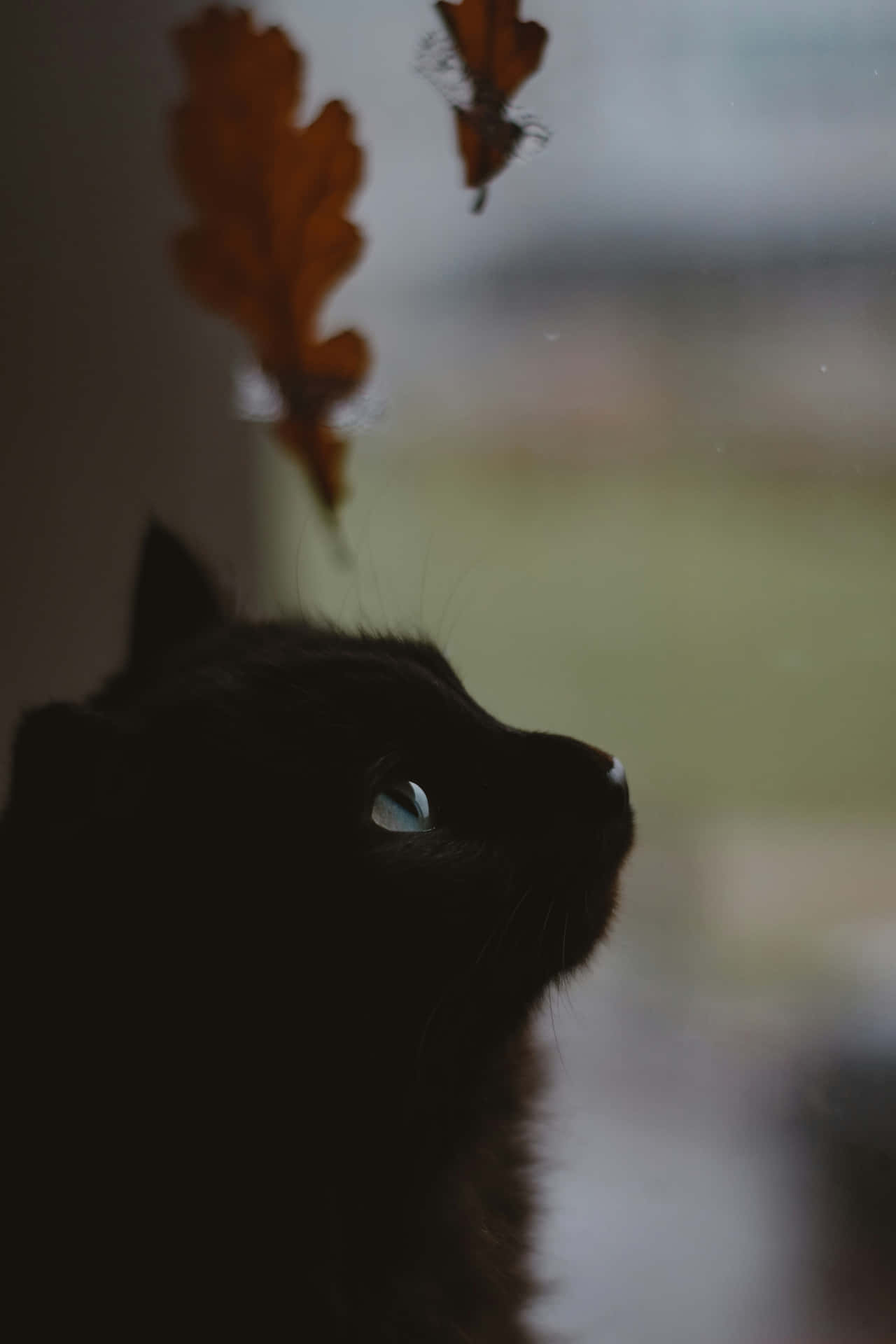 Autumn Whiskers Black Cat Gazing Wallpaper