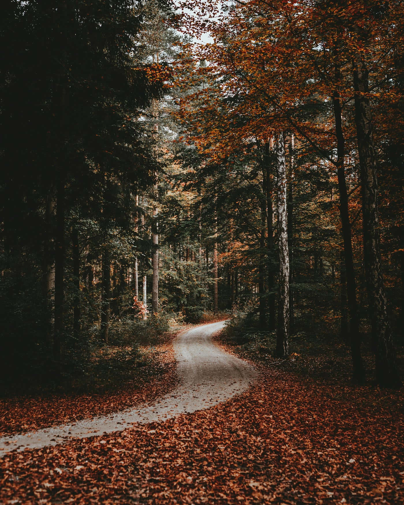 Autumn Whisper Path.jpg Wallpaper