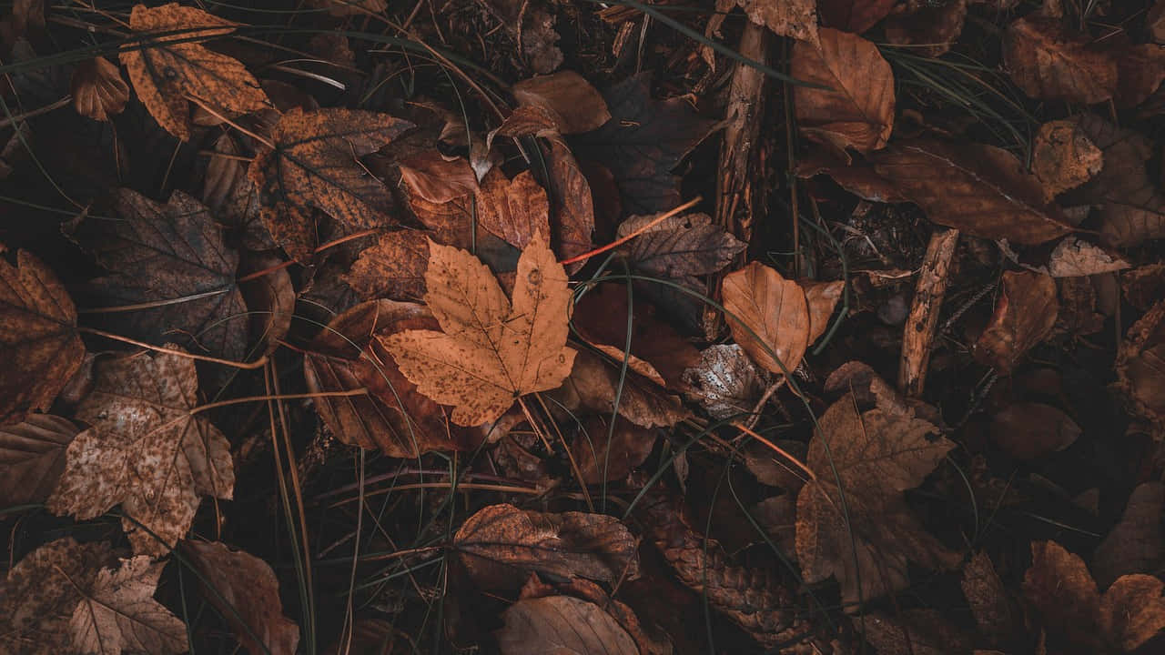Autumn_ Whispers_ Dark_ Fall_ Leaves.jpg Wallpaper