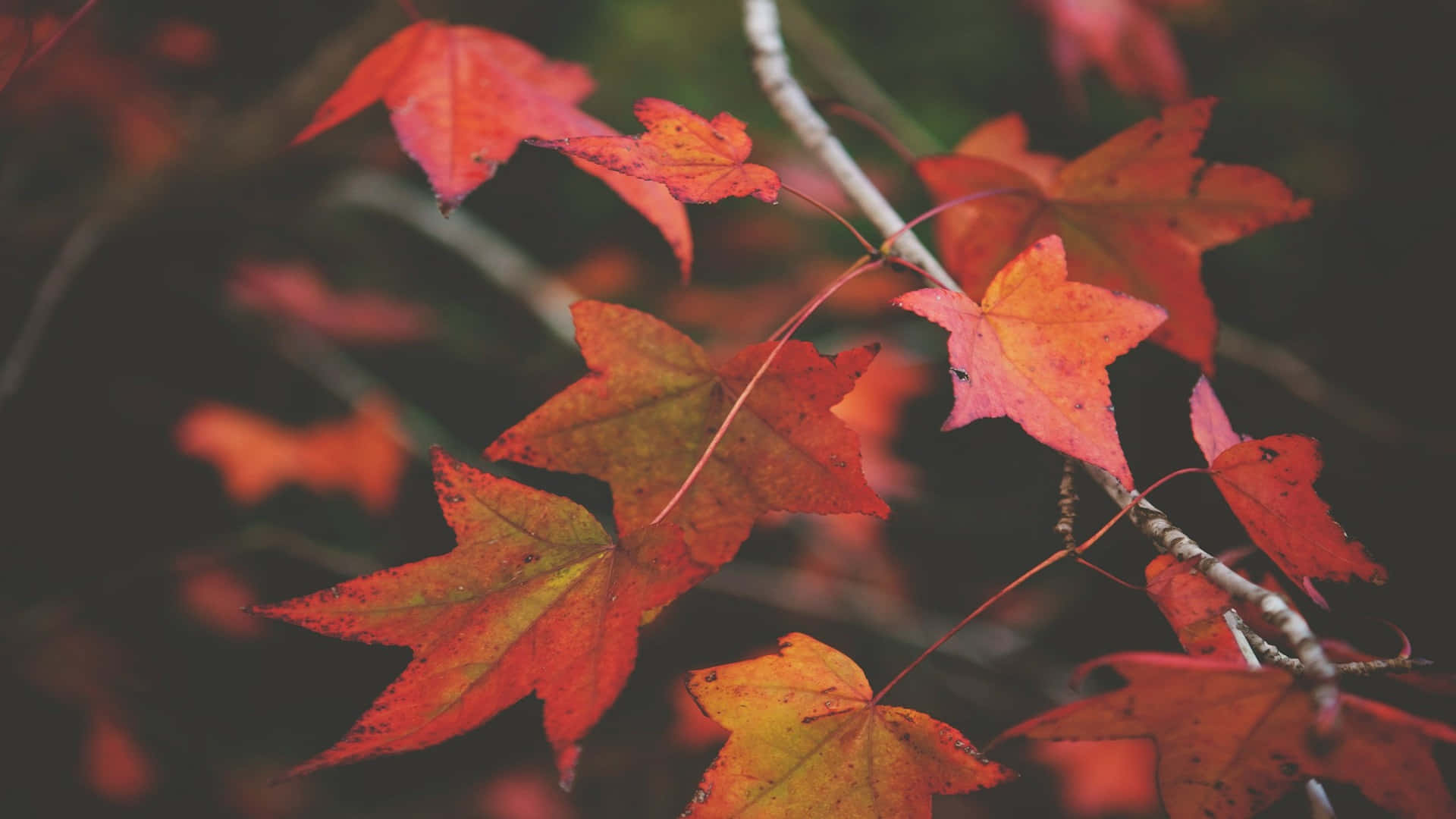 Autumn_ Whispers_ Desktop_ Background Wallpaper