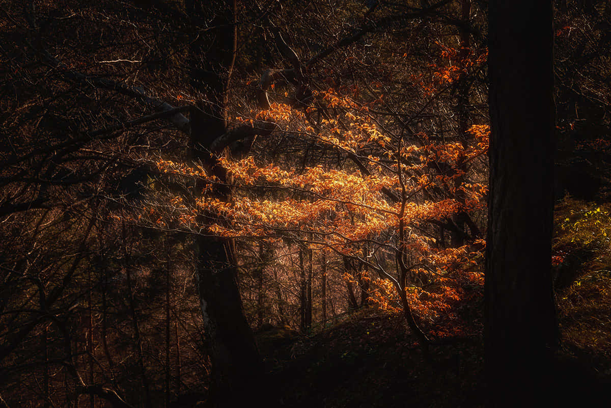Autumn Whispers In Dark Forest.jpg Wallpaper