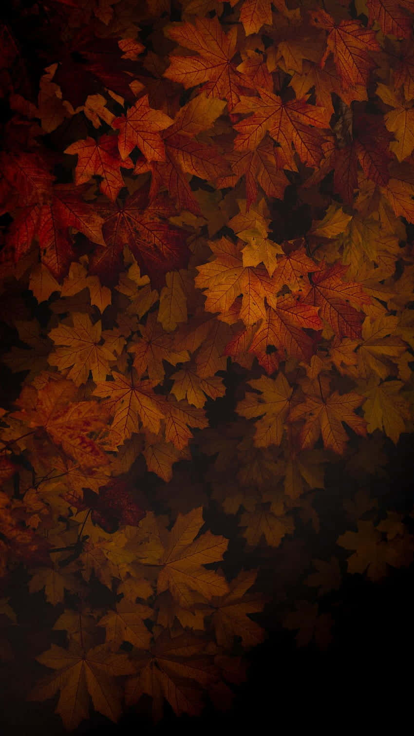 Autumn_ Whispers_in_ Shadows.jpg Wallpaper