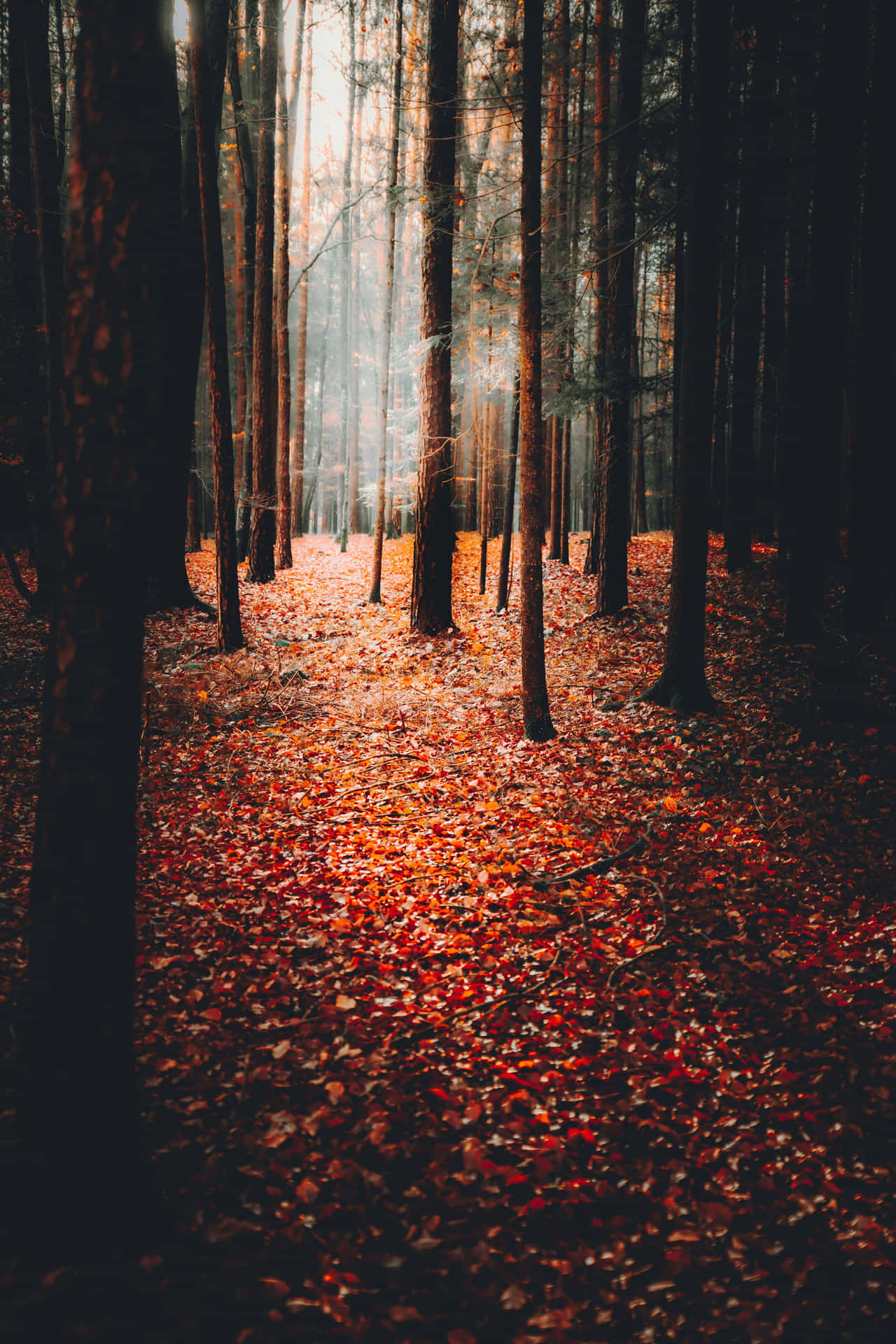 Autumn Whispers In The Woods.jpg Wallpaper