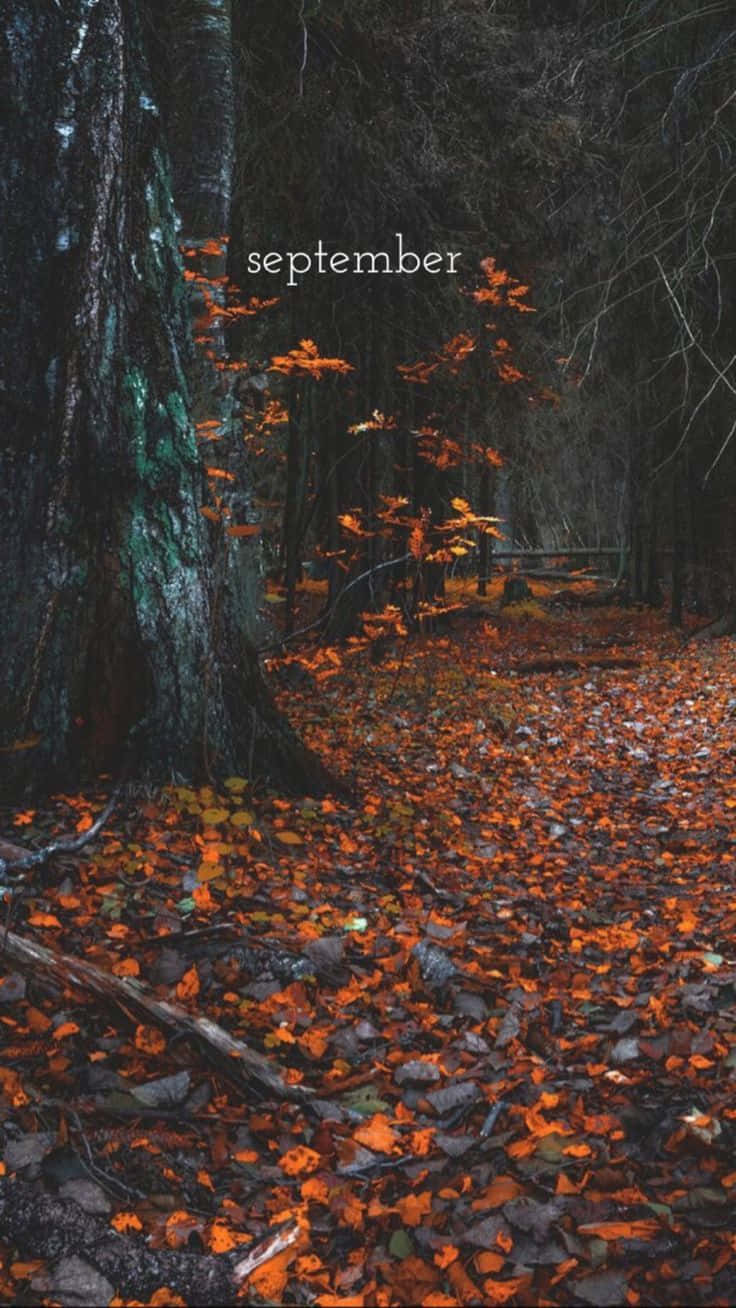 Herfst Fluisteringen In Het Bos Achtergrond