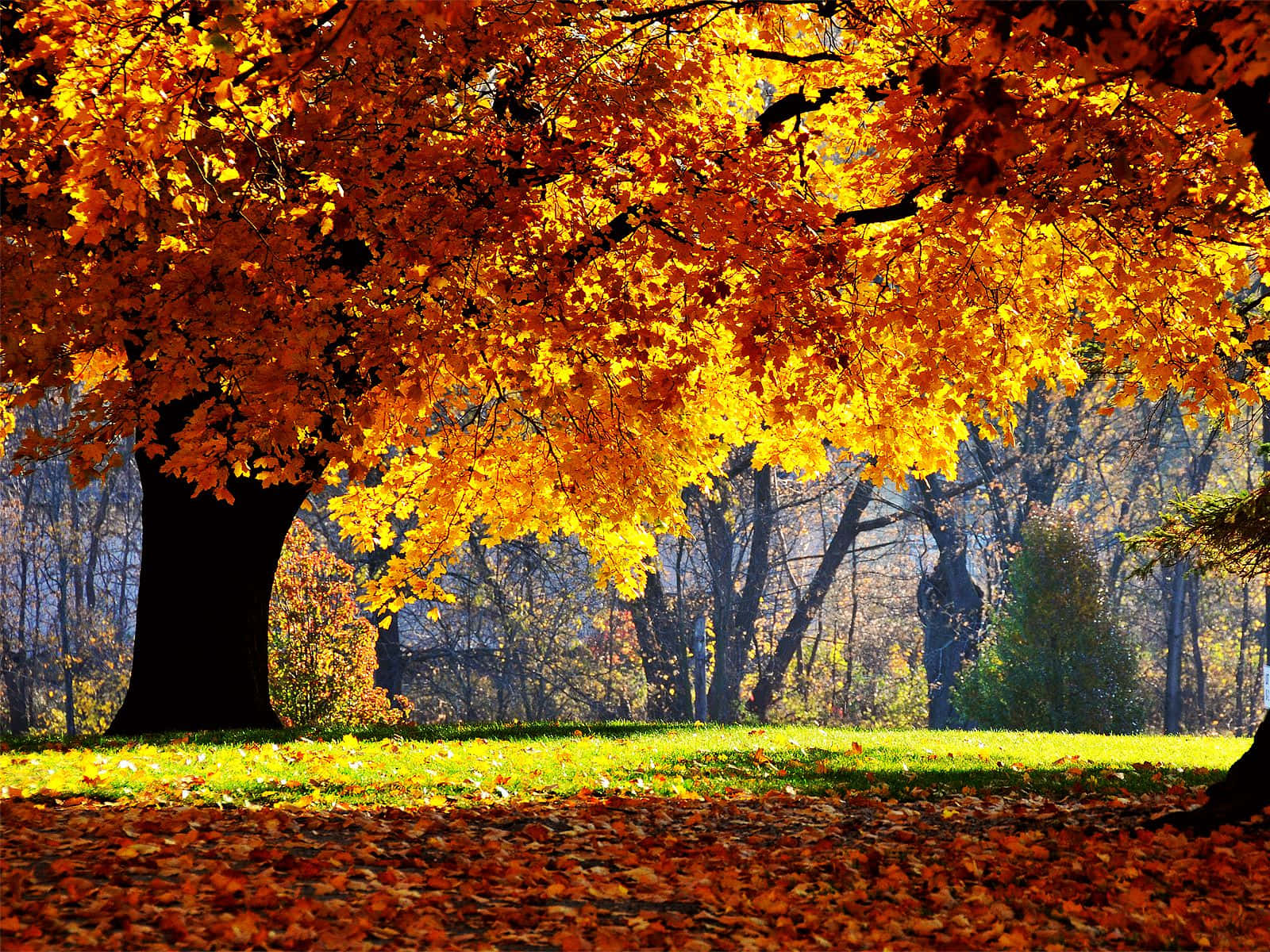 Captivating Autumn Wind Wallpaper