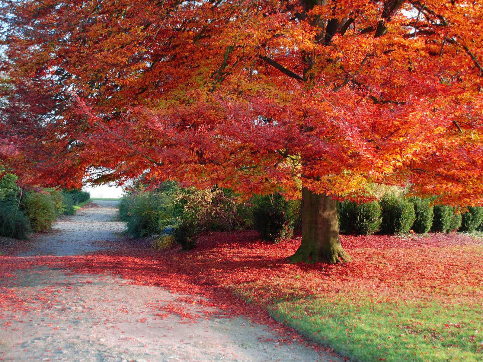 A Breathtaking Autumn Landscape Wallpaper