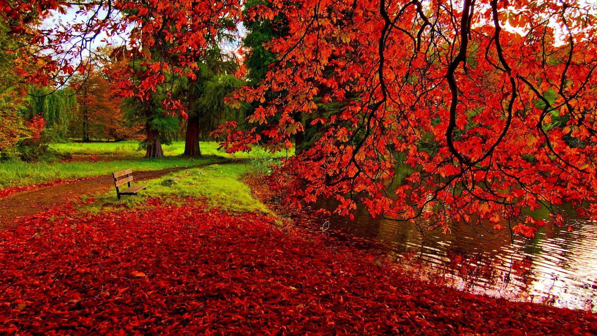 Blowing autumn leaves on a windy day Wallpaper