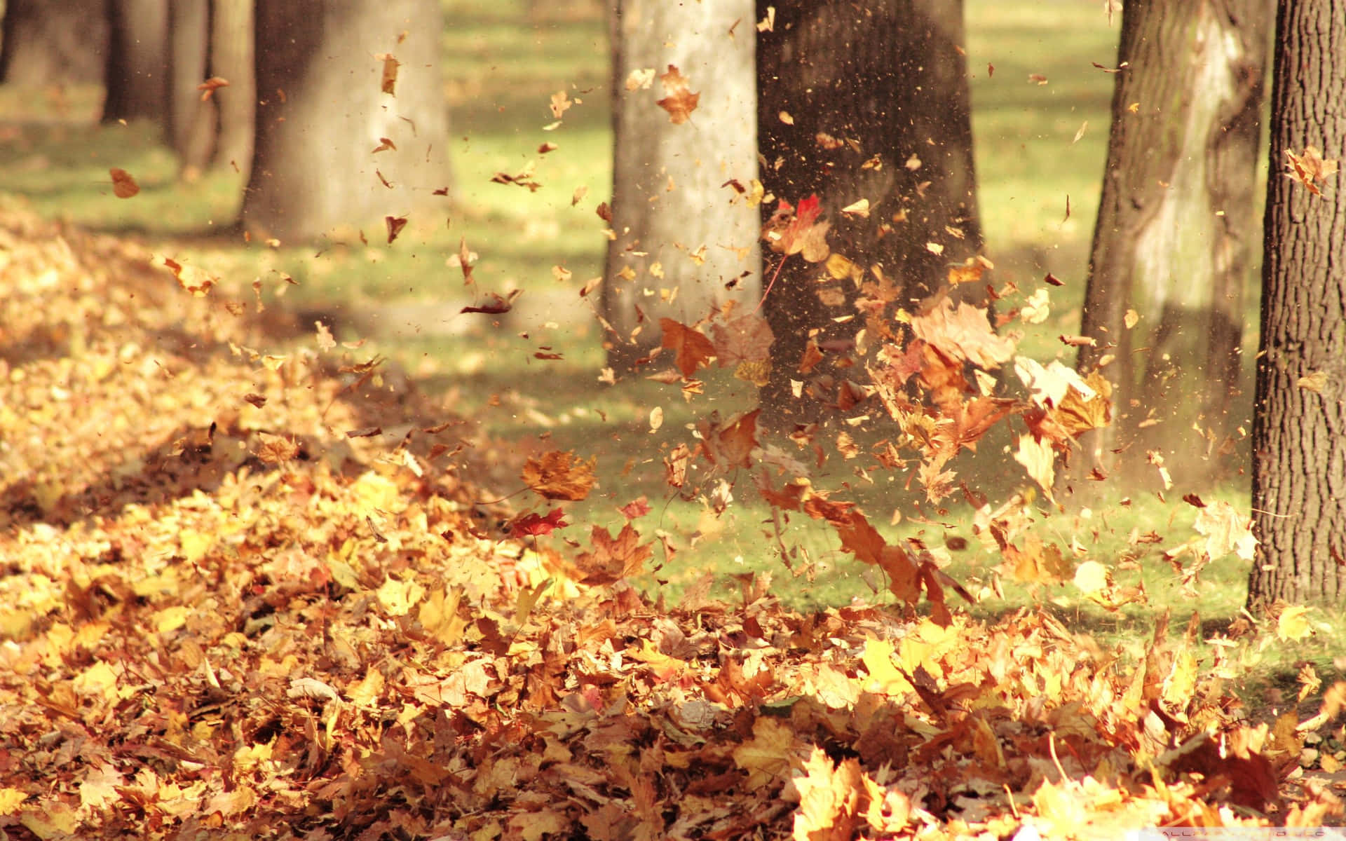 A Winding Path Through Autumn Scenery Wallpaper