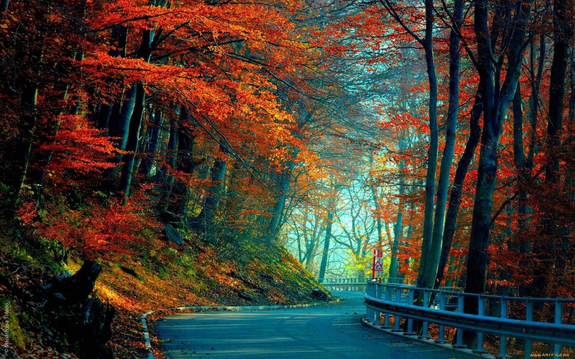 Winding road with orange maple trees on a morning during autumn season.