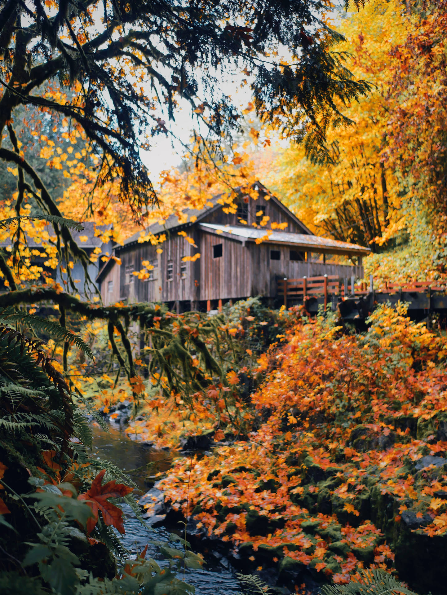 Autumn Wooden House