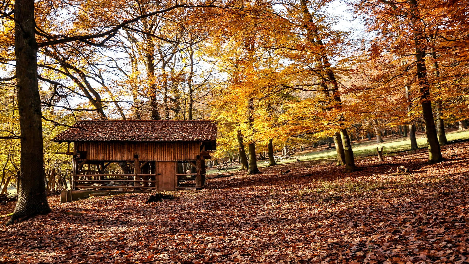 Autumn Woodland Cabin H D Wallpaper