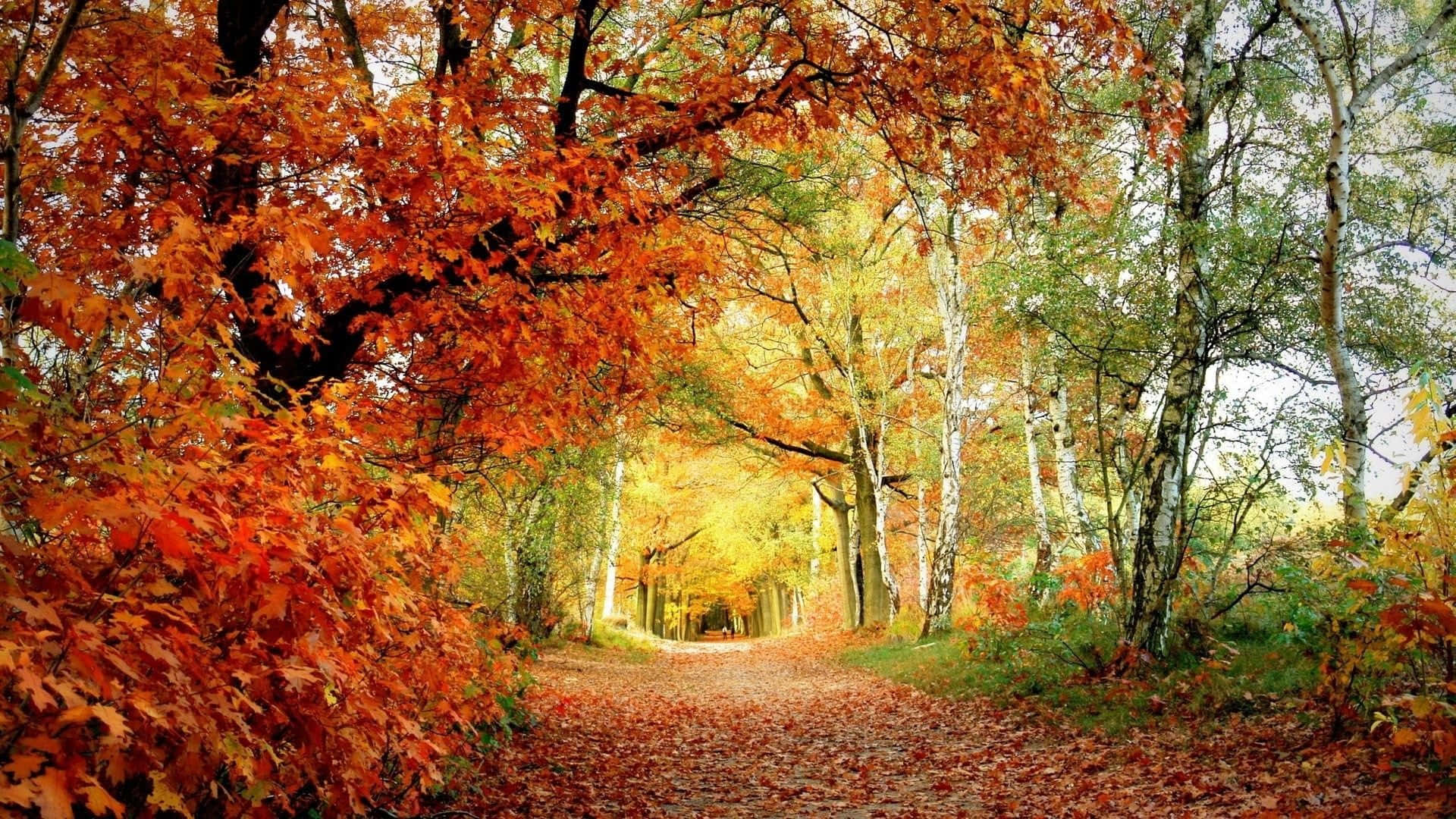 Autumn Woodland Path Wallpaper