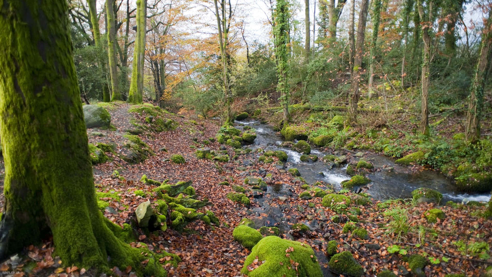 Autumn Woodland Stream Wallpaper