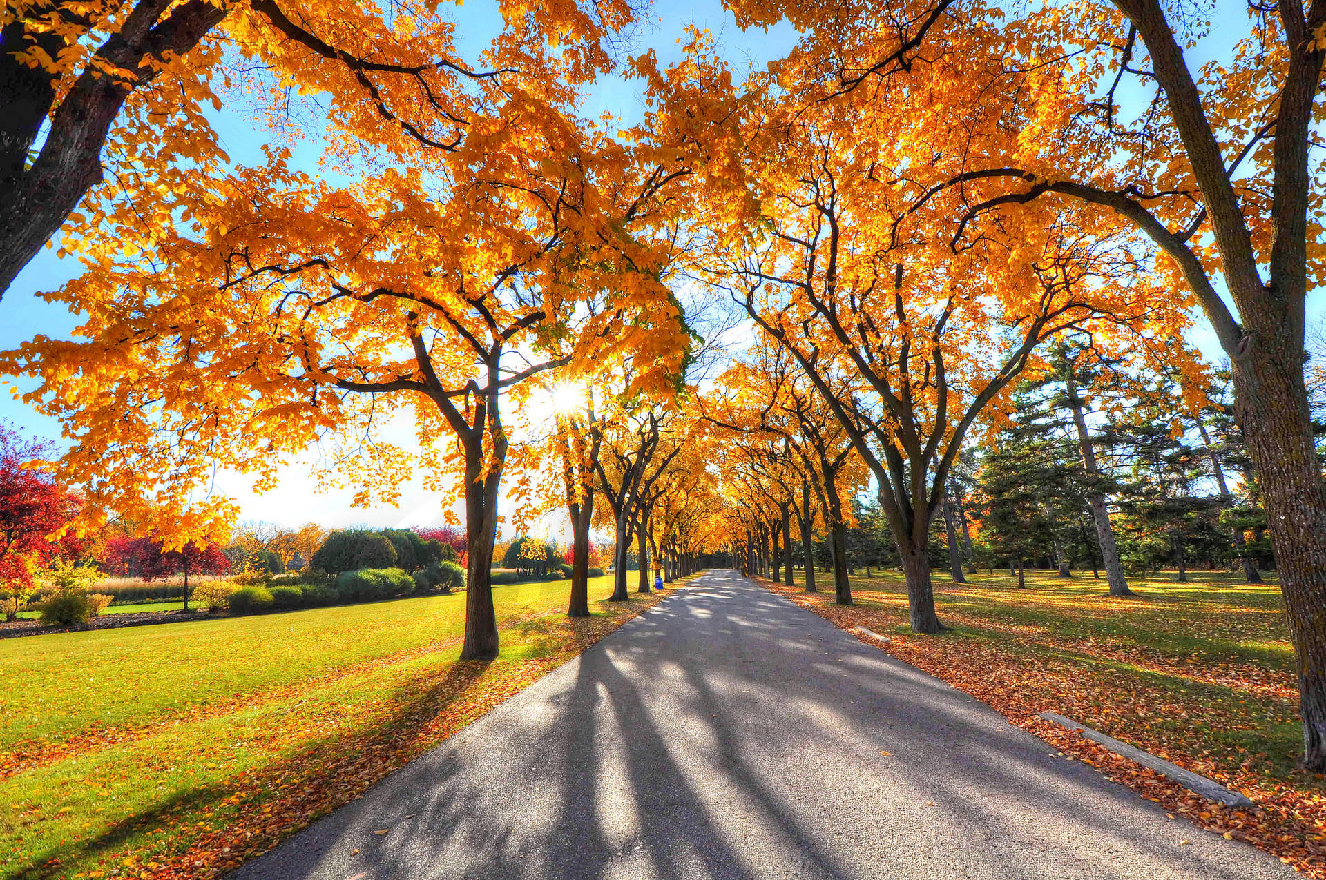 Big wide angle of trees with orange leaves on a bright sunny day in a park during autumn season.