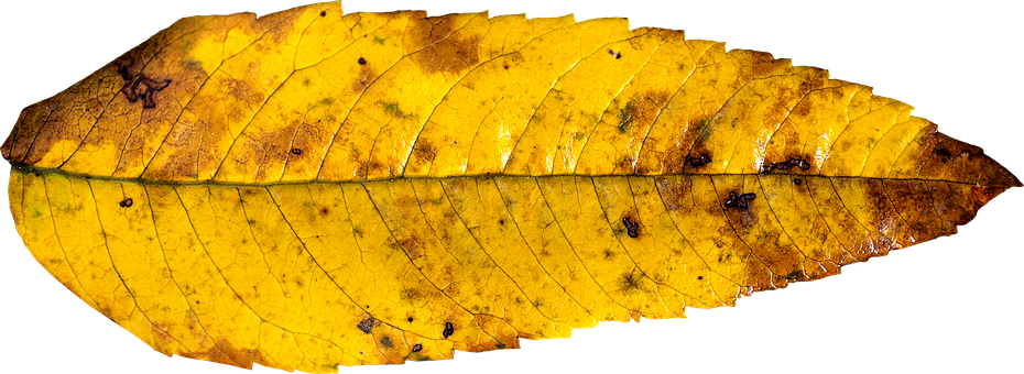 Autumn Yellow Leaf Texture PNG