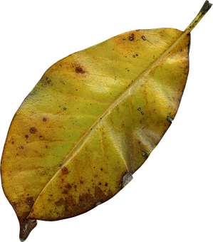Autumn Yellow Leaf Texture PNG