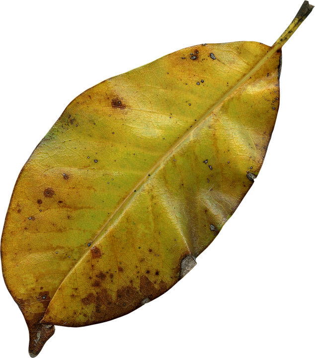 Autumn Yellow Leaf Texture PNG