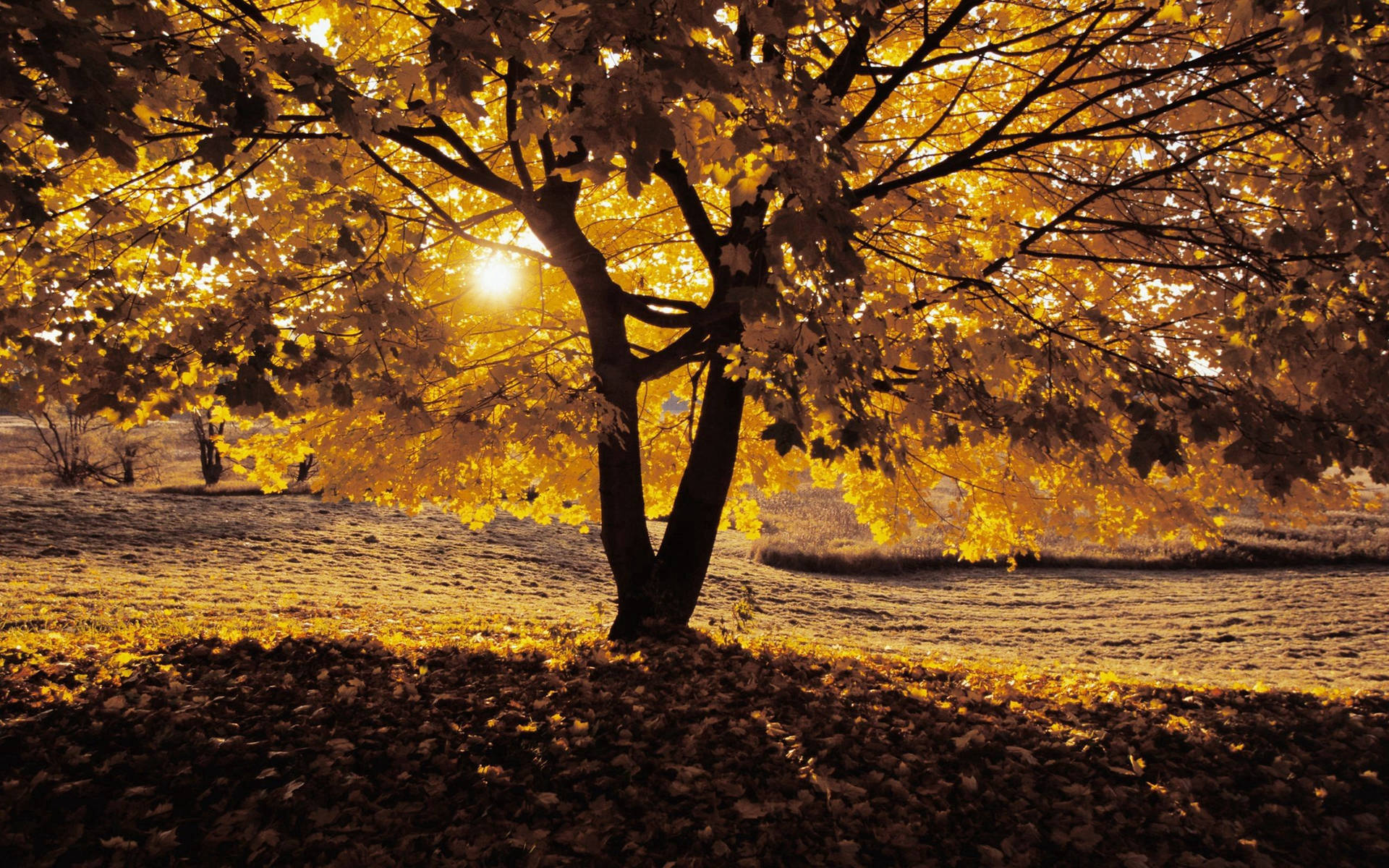 Autumn tree with yellow leaves on a bright sunny day during autumn season.