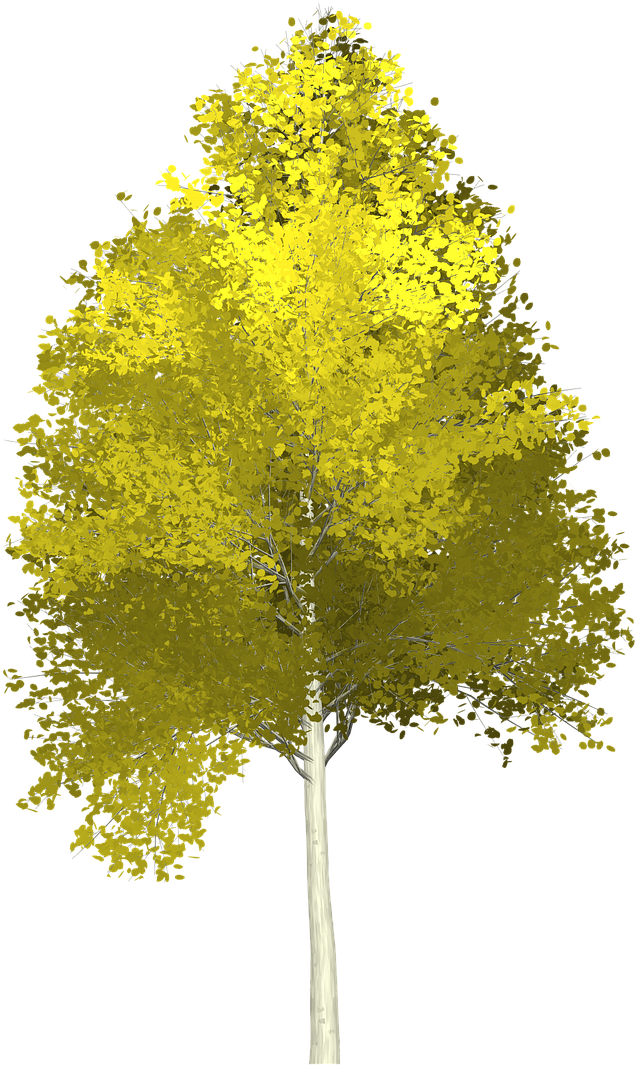 Autumn Yellow Tree Isolated PNG