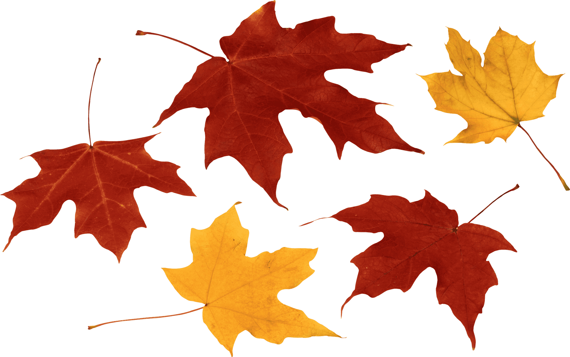 Autumn_ Leaves_ Collection.png PNG