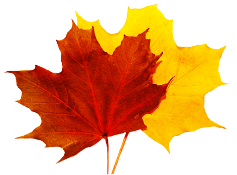 Autumn_ Leaves_ Falling PNG