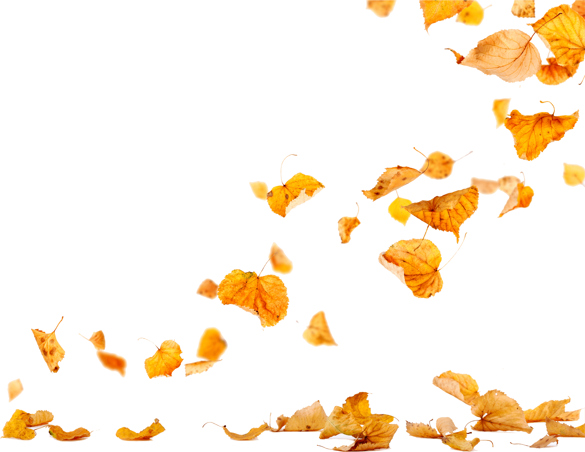Autumn_ Leaves_ Falling_ Transparent_ Background.png PNG