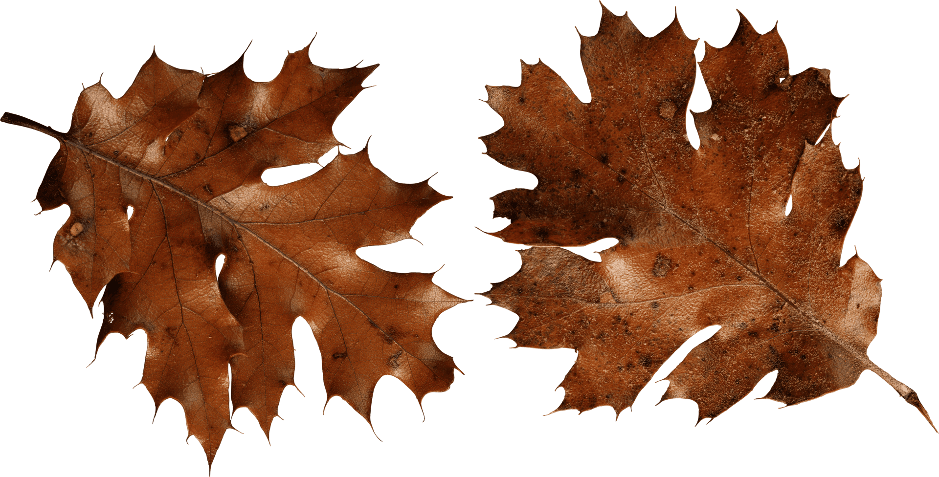 Autumn_ Oak_ Leaves_ Transparent_ Background.png PNG