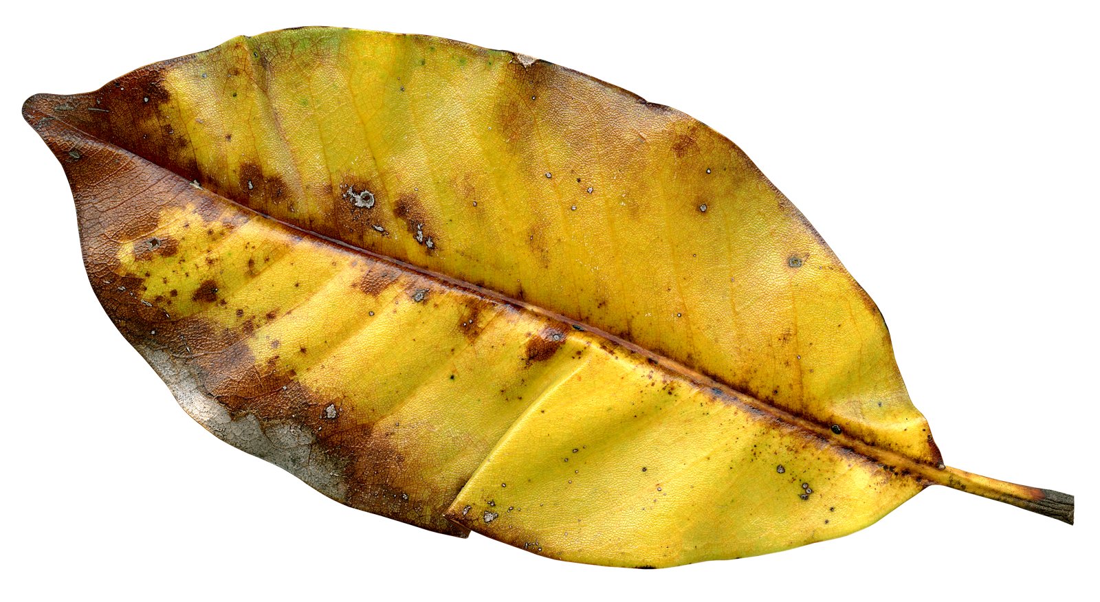 Autumnal Decay Leaf Texture PNG