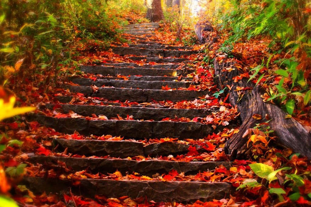 Enchanting Autumnal Equinox Forest Scene Wallpaper