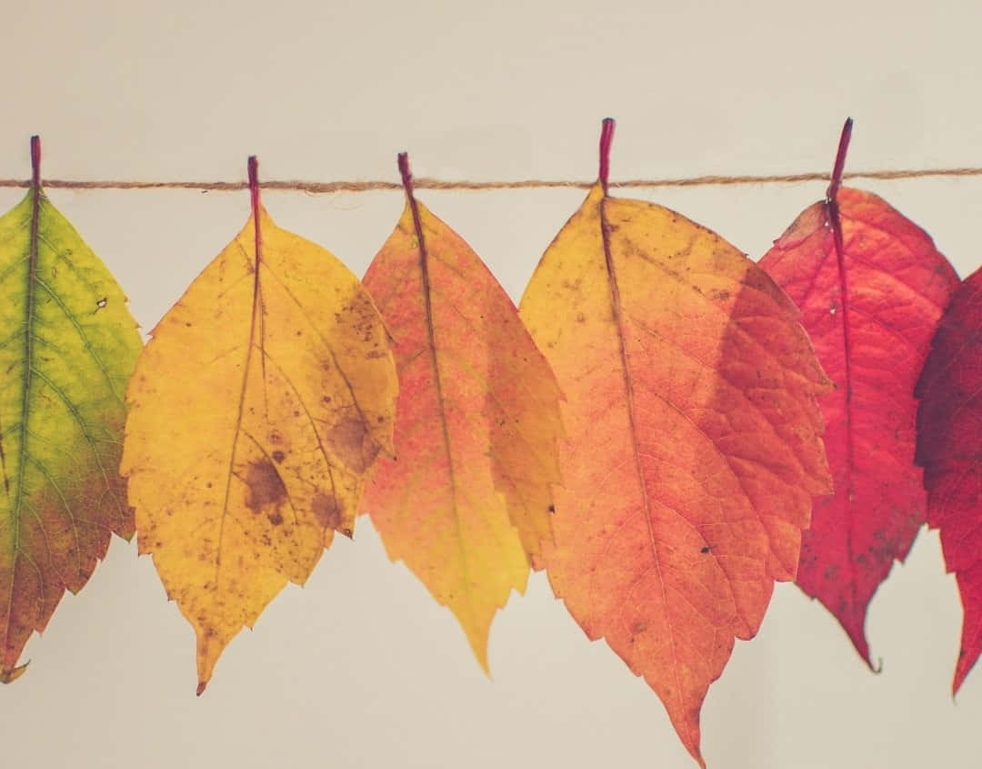 Celebrating Autumnal Equinox in a Serene Forest Landscape Wallpaper