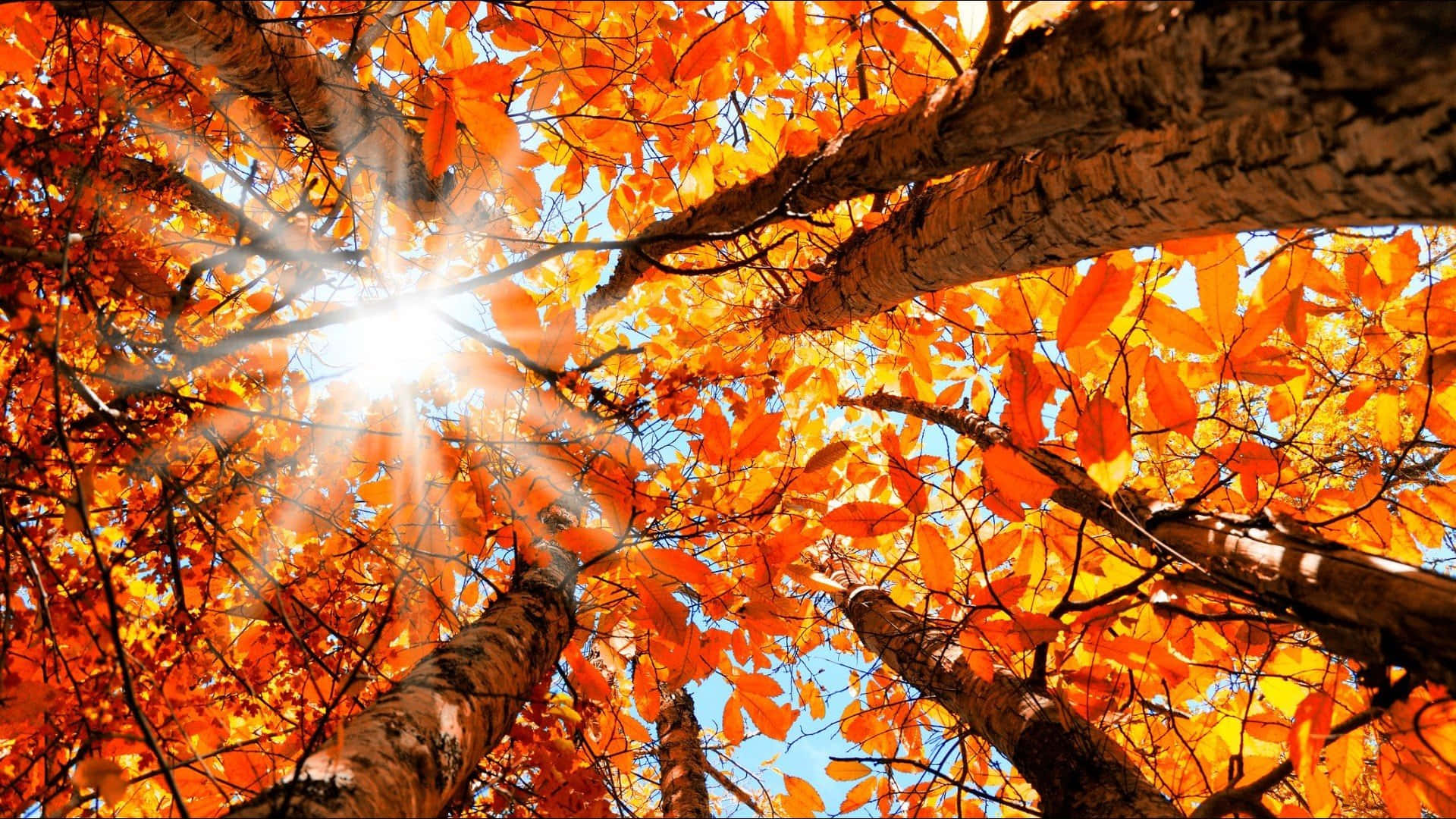 Serene Autumnal Equinox Scenery Wallpaper