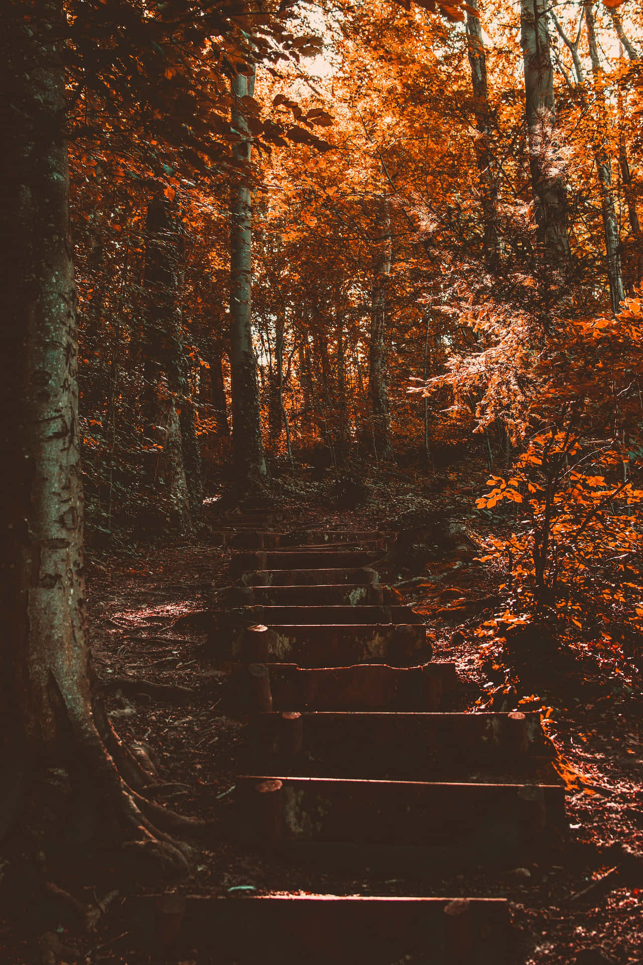 A serene path through golden leaves during the Autumnal Equinox. Wallpaper