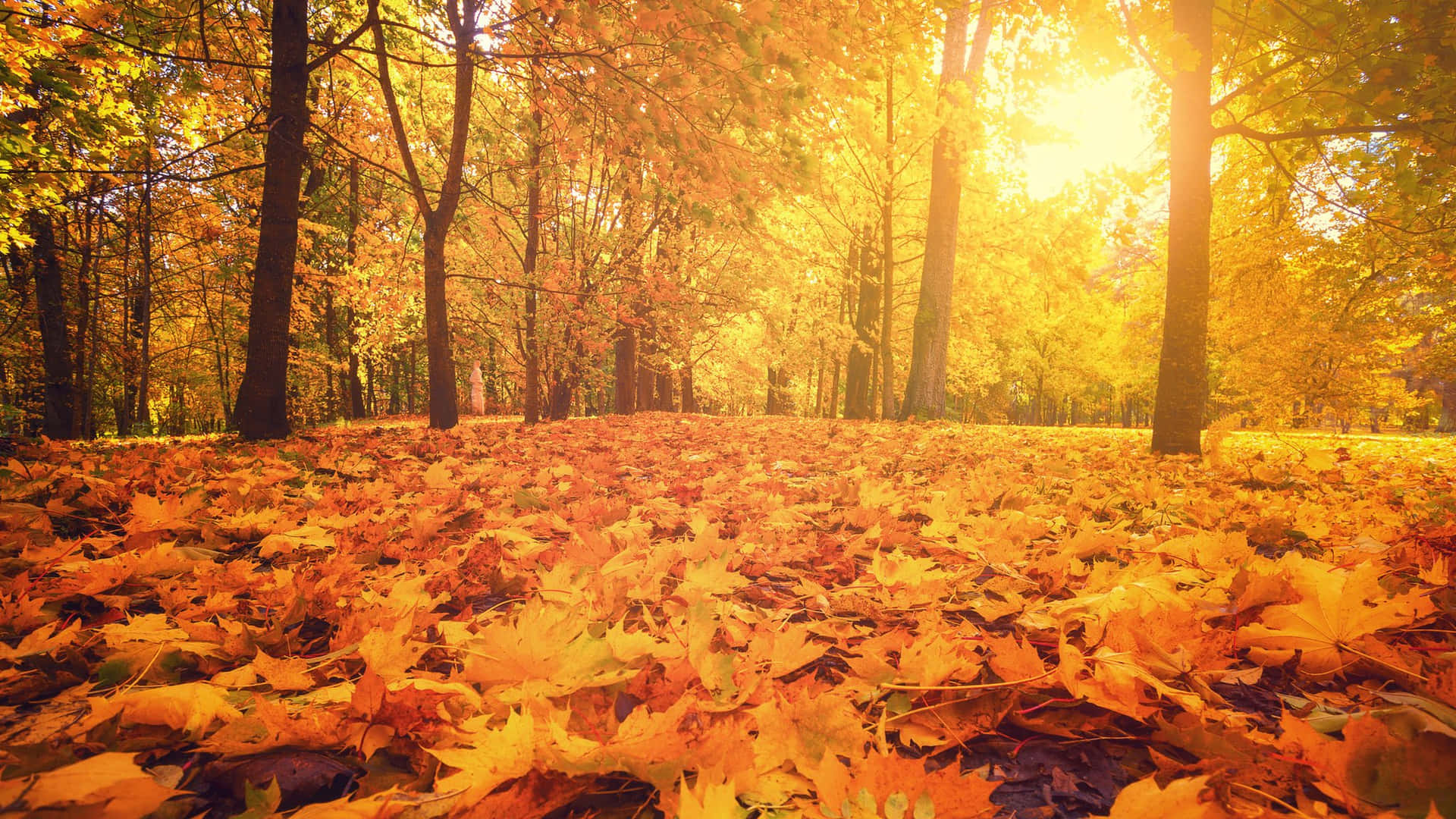 Omarm De Schoonheid Van De Herfst Equinox Achtergrond