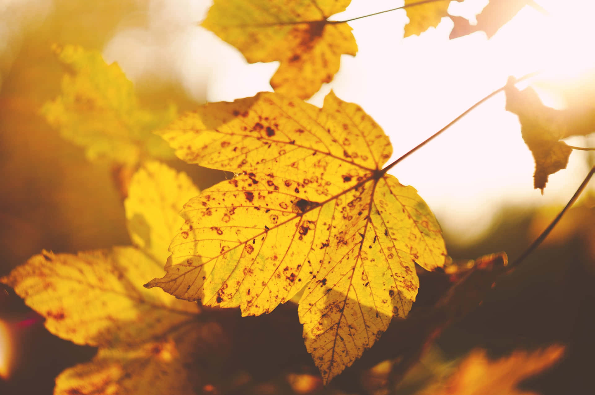 Captivating Autumnal Equinox Landscape Wallpaper