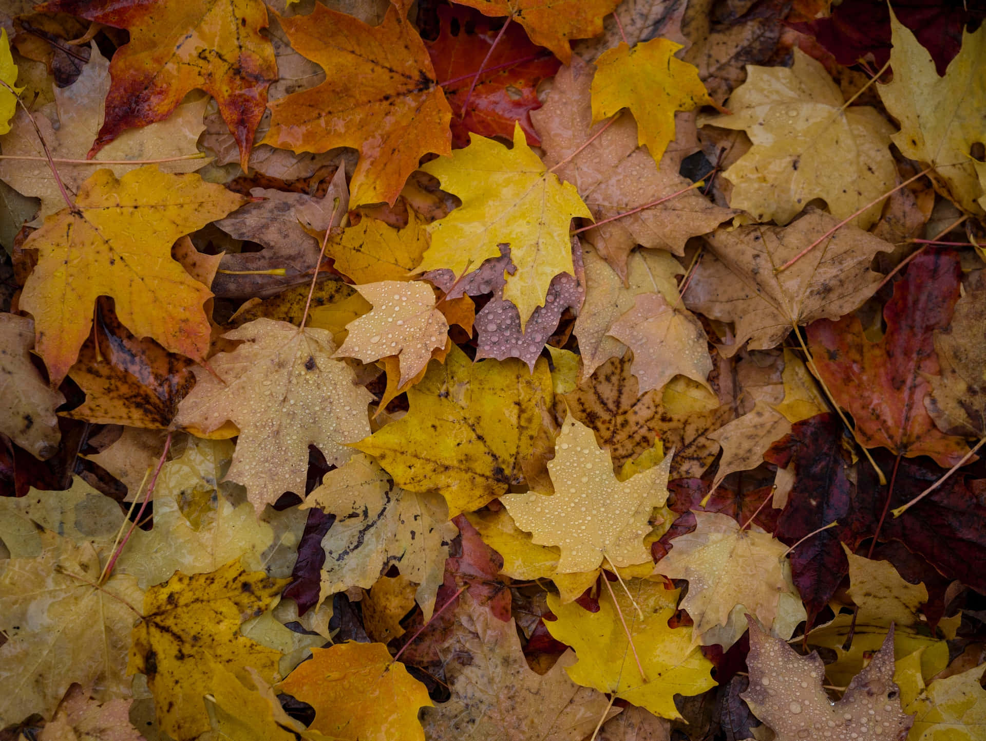 Captivating Autumnal Equinox Landscape Wallpaper