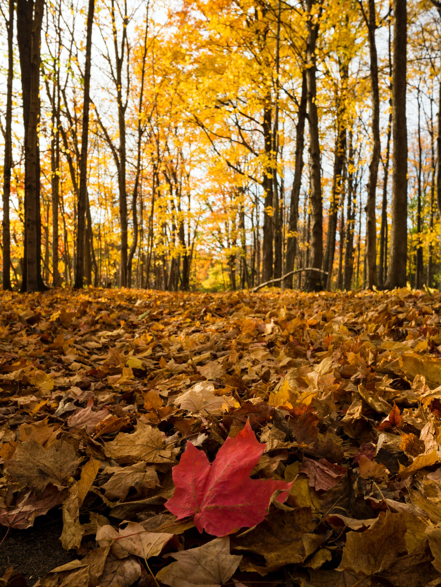 Golden autumn leaves captured during the Autumnal Equinox Wallpaper