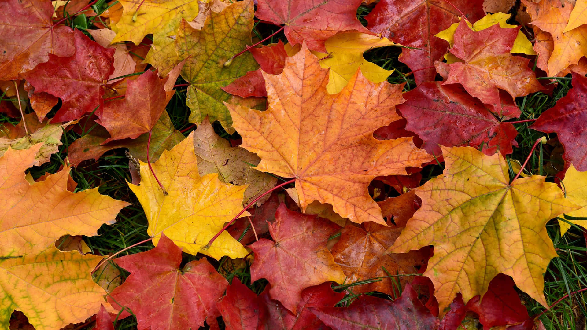 Enchanting Autumnal Equinox Landscape Wallpaper