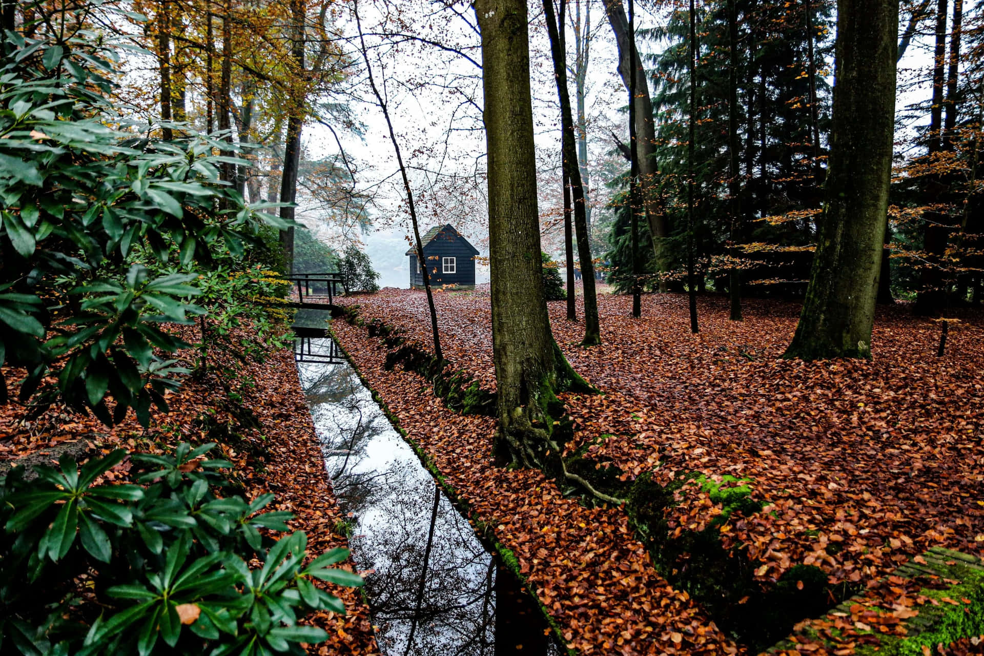 Autumnal Forest Cabin Apeldoorn Wallpaper