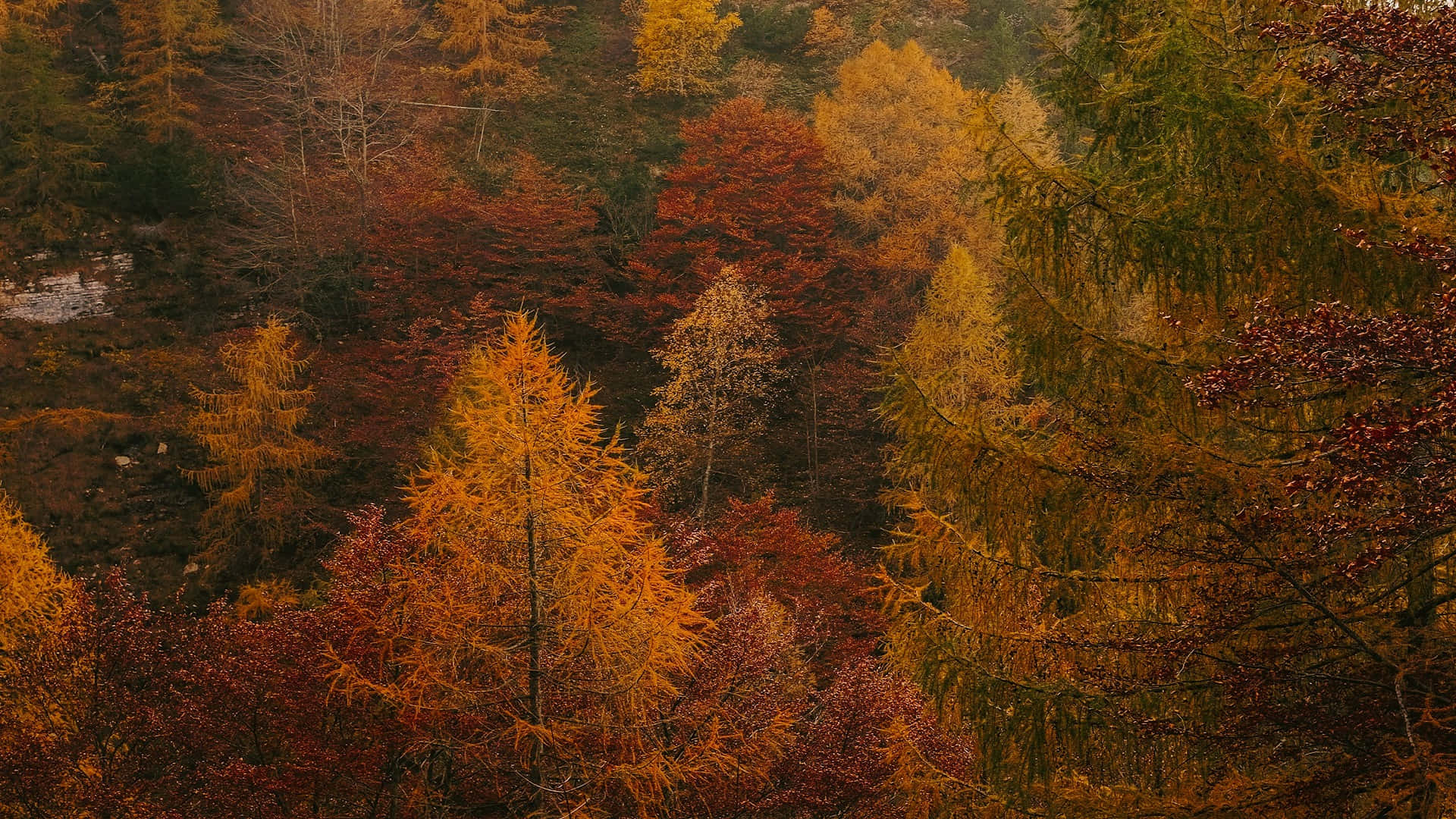 Download Autumnal Forest Glow.jpg Wallpaper | Wallpapers.com