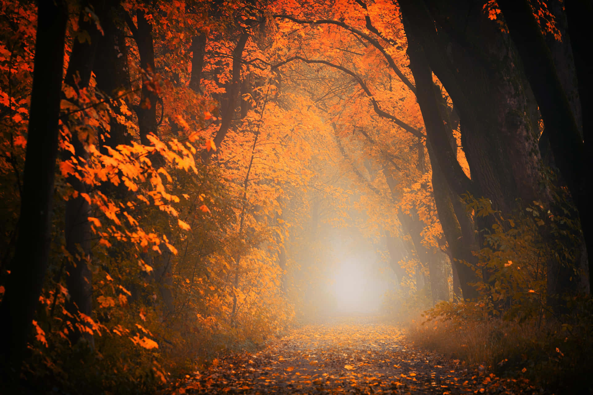 Autumnal Forest Glow.jpg Wallpaper
