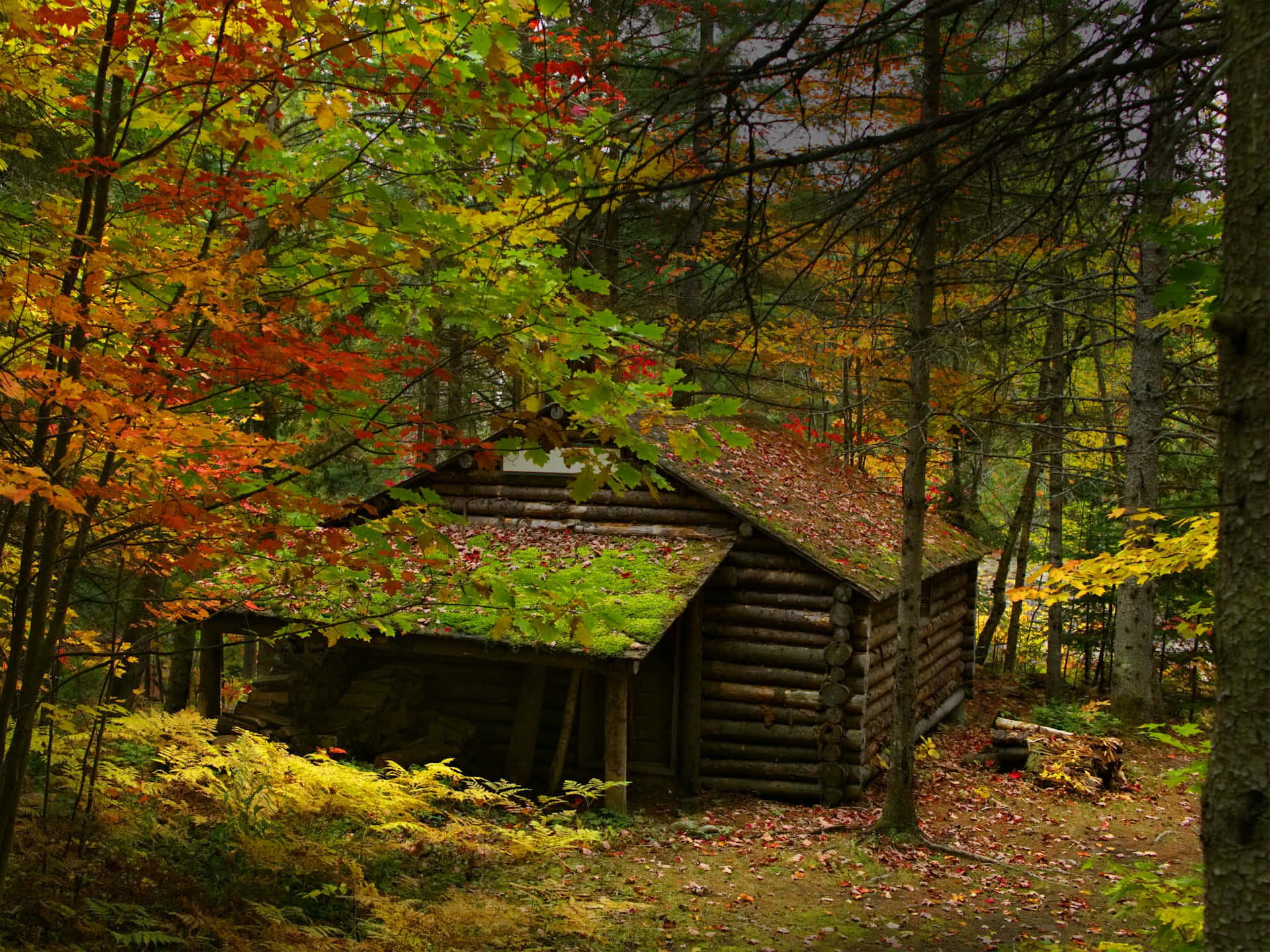 Autumnal Forest Log Cabin Wallpaper