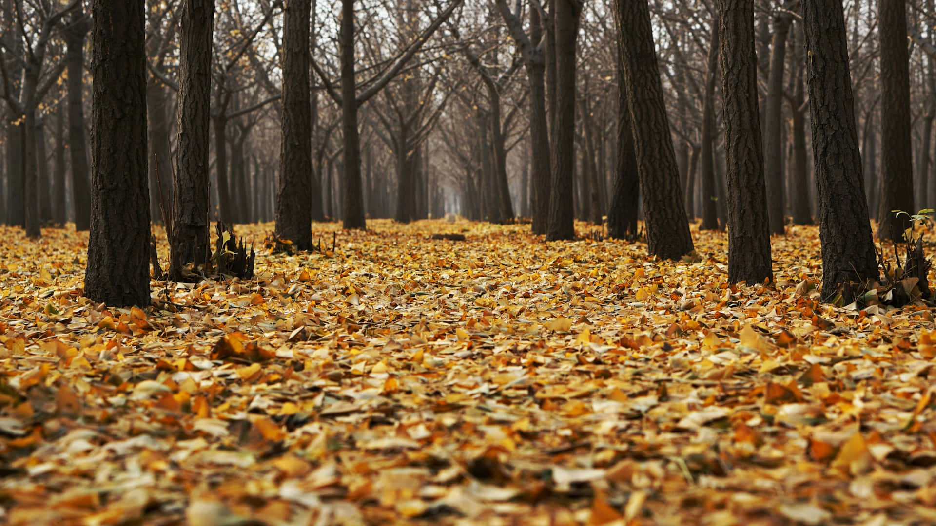 Autumnal Forest Path.jpg Wallpaper