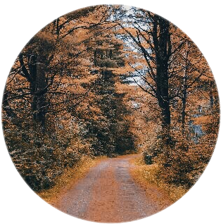 Autumnal Forest Path.jpg PNG