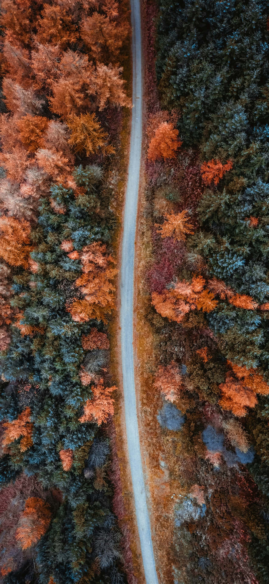 Autumnal Forest Road Aerial View Wallpaper